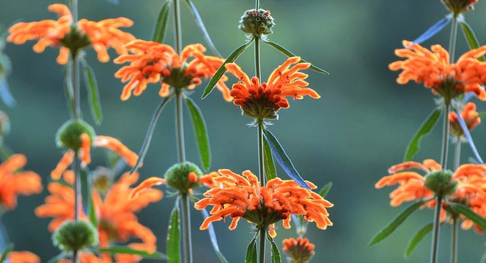 Wild Dagga přírodní zazrák neboli Leonotis-leonurus